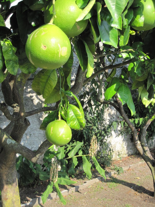 Groeiende grapefruits in de botanische tuin van Varegna