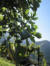 Vijgenboom bij ons agriturismo in Como