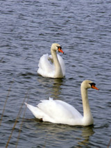 Zwanen in de oude Amstel