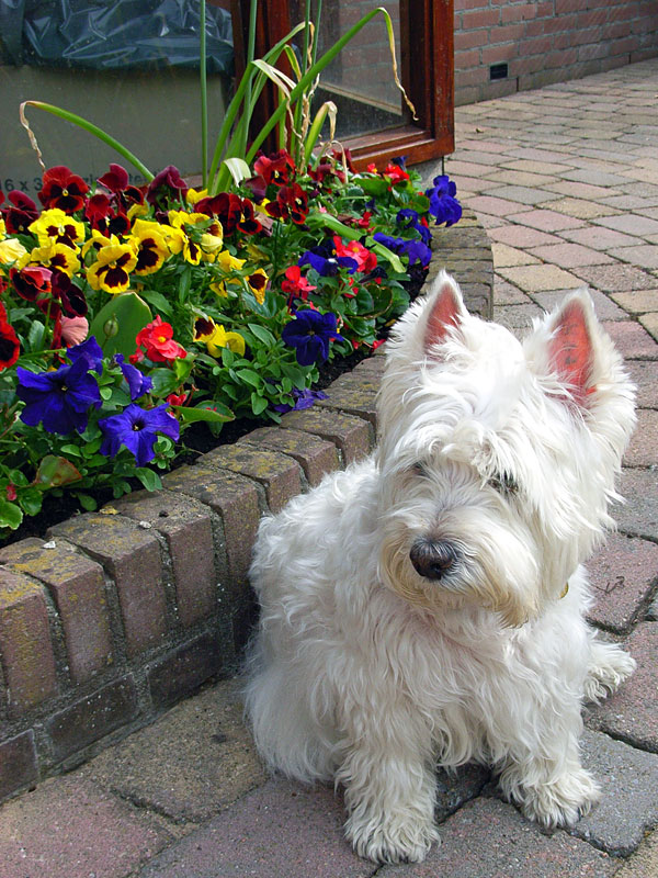 Daisy in de tuin