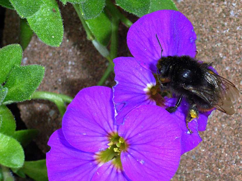 Hommel