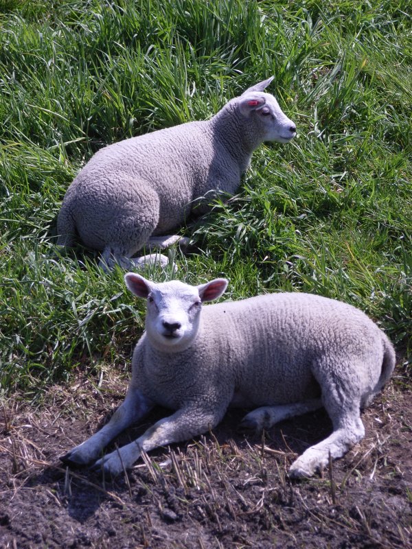 Lammetjes in de wei