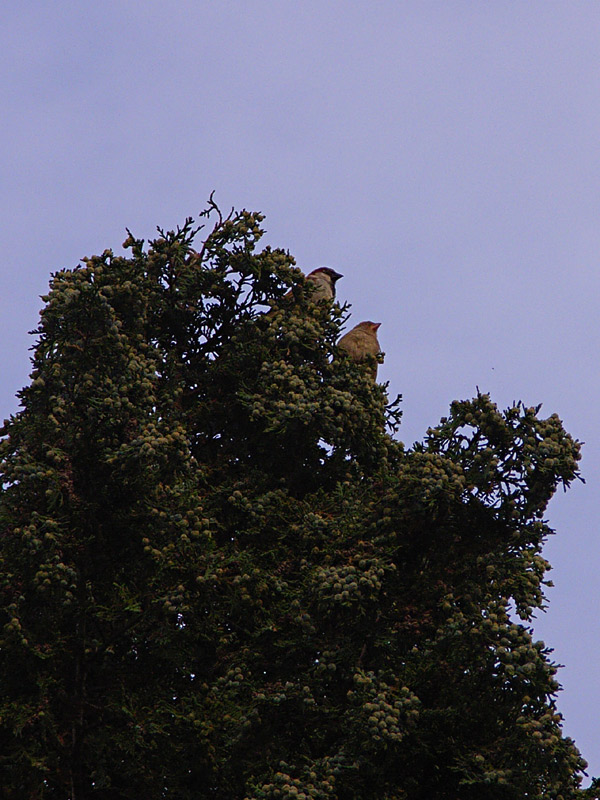 Mussen in de boom