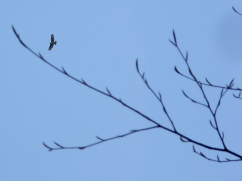 Roofvogel boven het festivalterein