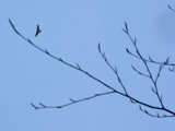 Roofvogel boven het festivalterein