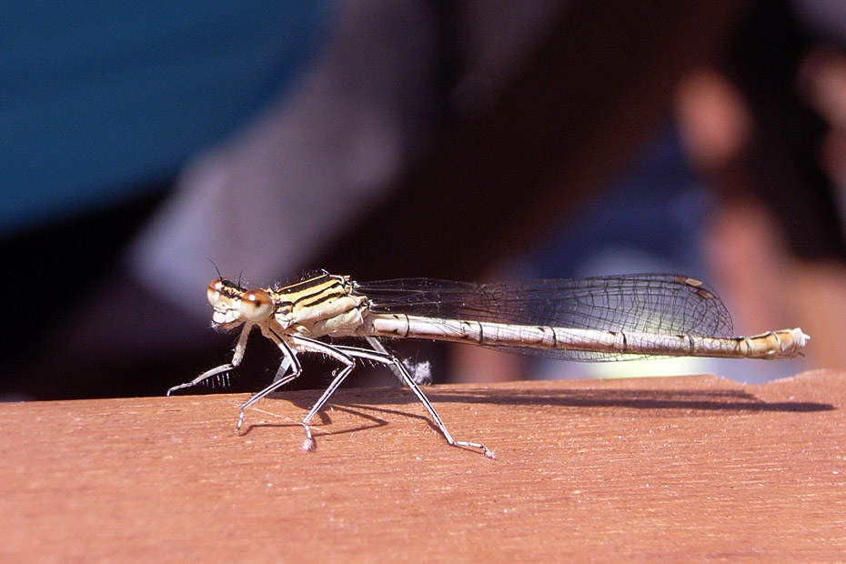 Libelle van ca 3cm lang