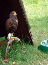 Amerikaanse Buizerd