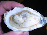 Oester