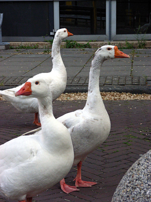 Ganzen op de nieuwe achtergracht