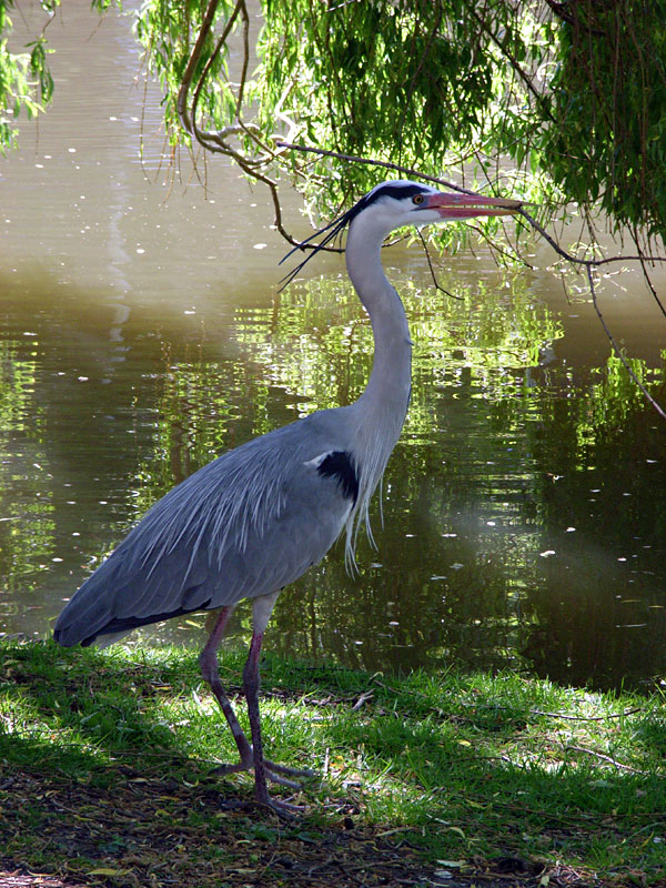 Reiger met tak