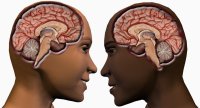 /images/staff/images/brains.jpg