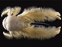 /images/staff/images/crab1.jpg