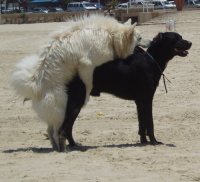 /images/staff/images/doggy.jpg