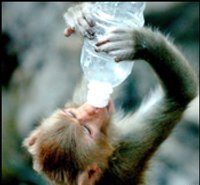 /images/staff/images/drunkmonkey_goto.jpg