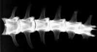 /images/staff/images/spine.jpg