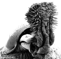 /images/staff/images/stekelpenis.jpg