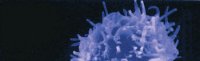 /images/staff/images/t-cell2.jpg