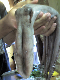 /images/staff/images/tn2_octopus.jpg