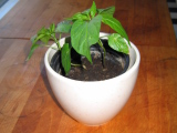 Jalapenopeperplant