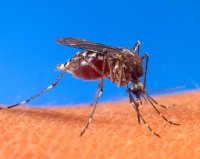 /images/staff/images/mosquito.jpg