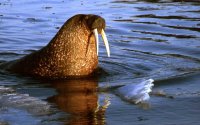 /images/staff/images/walrus.jpg
